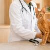 デボンレックスが検診されている様子